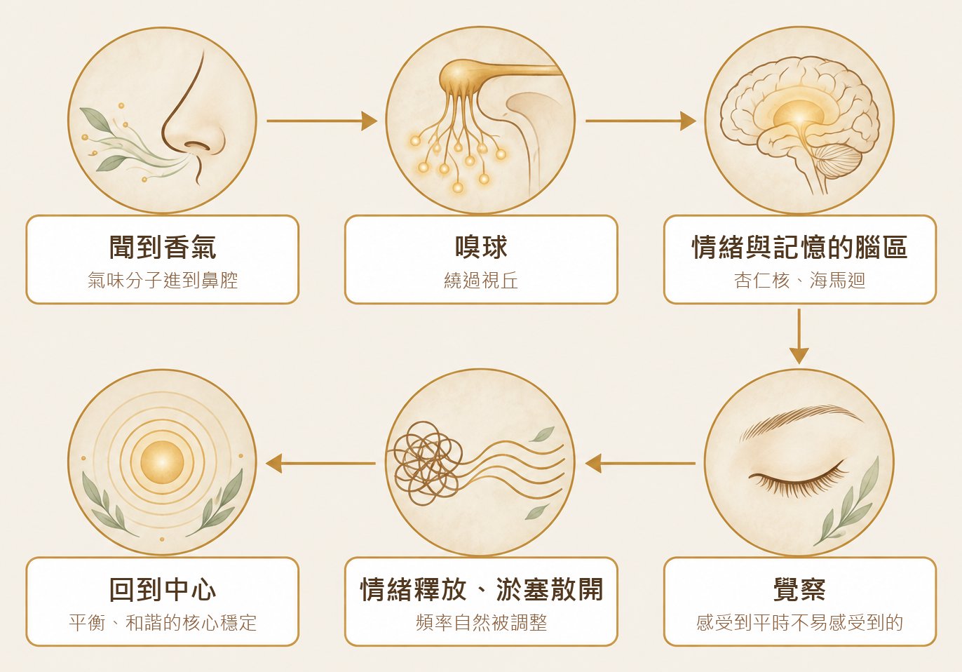 香氣怎麼走到修行:聞到香氣、嗅球、情緒與記憶腦區、覺察、回到中心